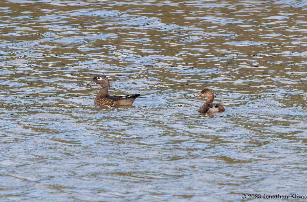 Pied-billed Grebe - ML609713590