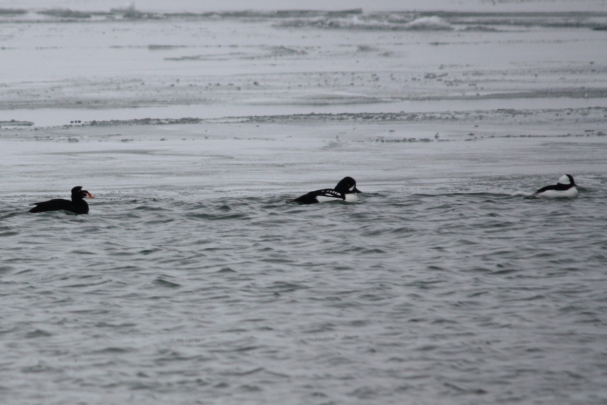 Barrow's Goldeneye - ML609713611