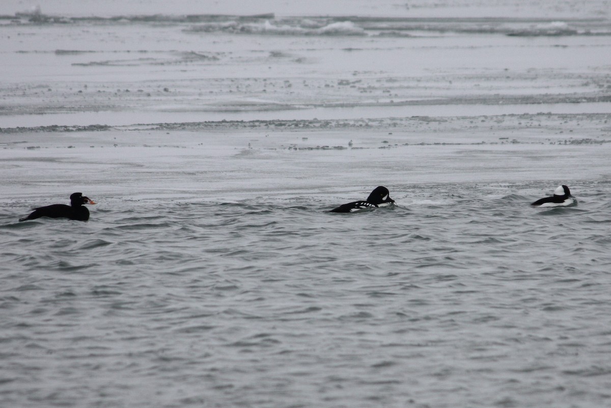 Barrow's Goldeneye - ML609713612