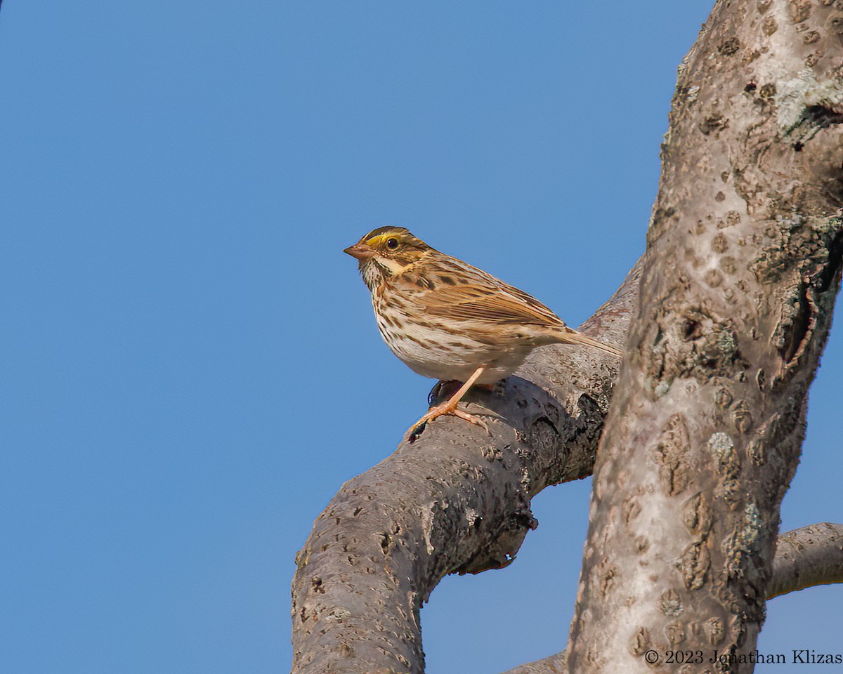 Savannah Sparrow - ML609713630