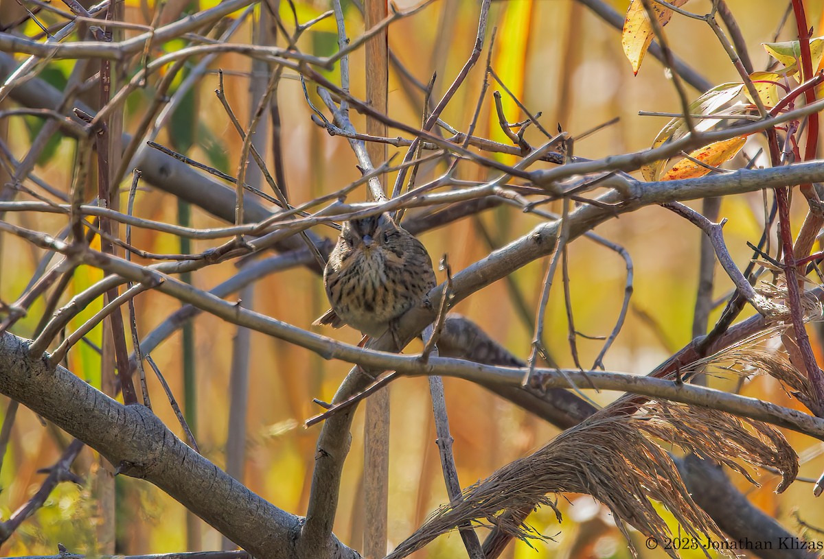 Lincoln's Sparrow - ML609713634