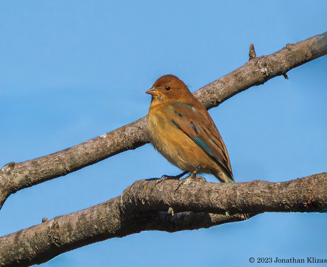 Indigo Bunting - ML609713642