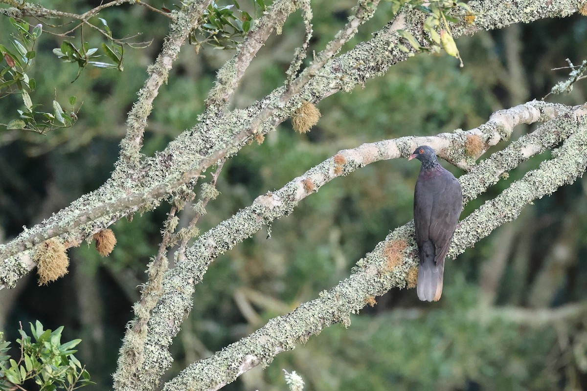 Laurel Pigeon - ML609713664