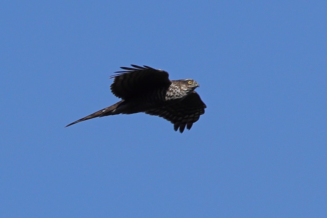 Eurasian Sparrowhawk - ML609713685