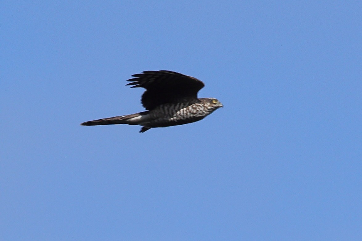 Eurasian Sparrowhawk - ML609713686