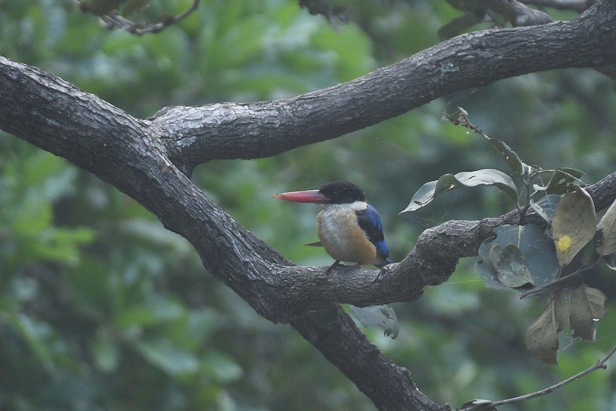 Black-capped Kingfisher - ML609713745