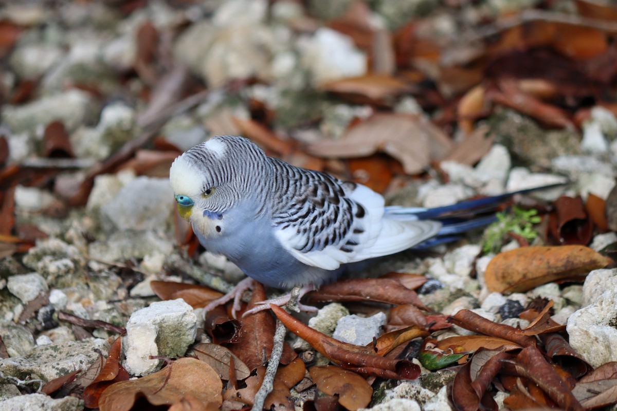 Psittaciformes sp. (parakeet sp.) - ML609713804