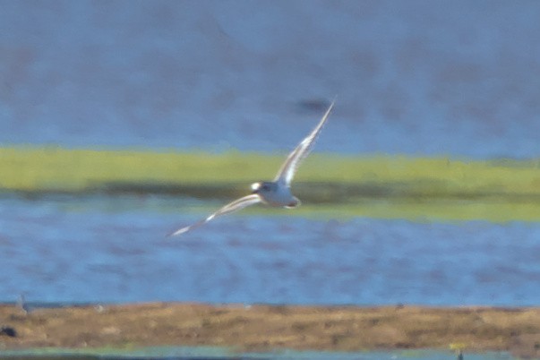 Piping Plover - ML609713931