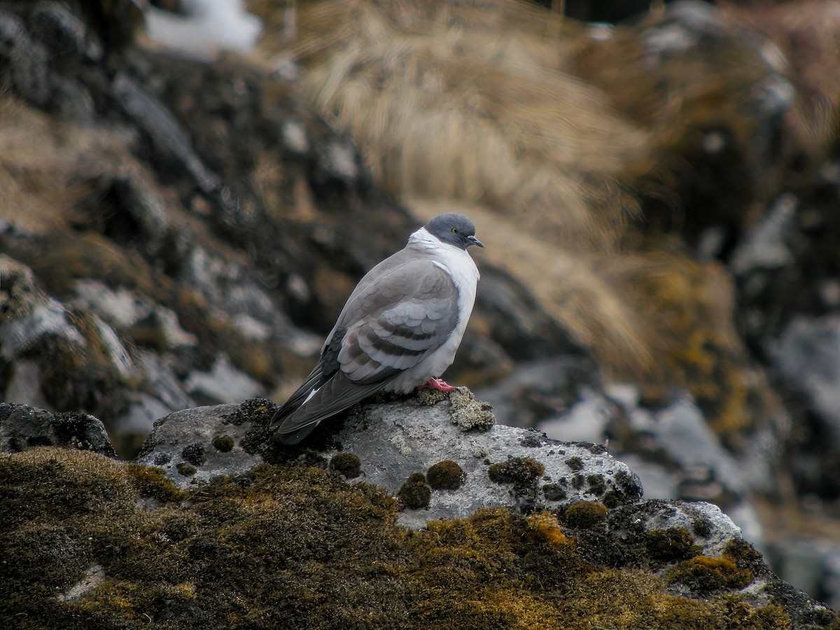 Snow Pigeon - Martin  Flack