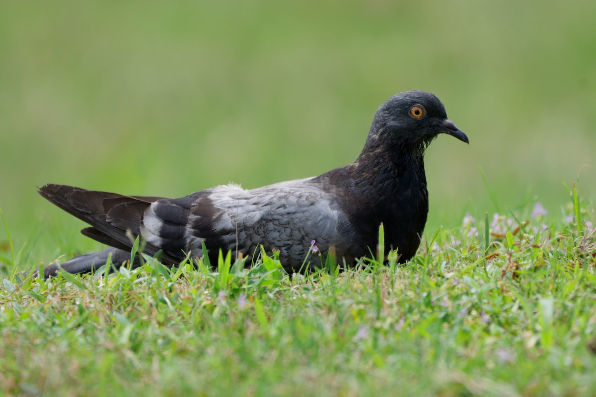 Rock Pigeon (Feral Pigeon) - ML609714231