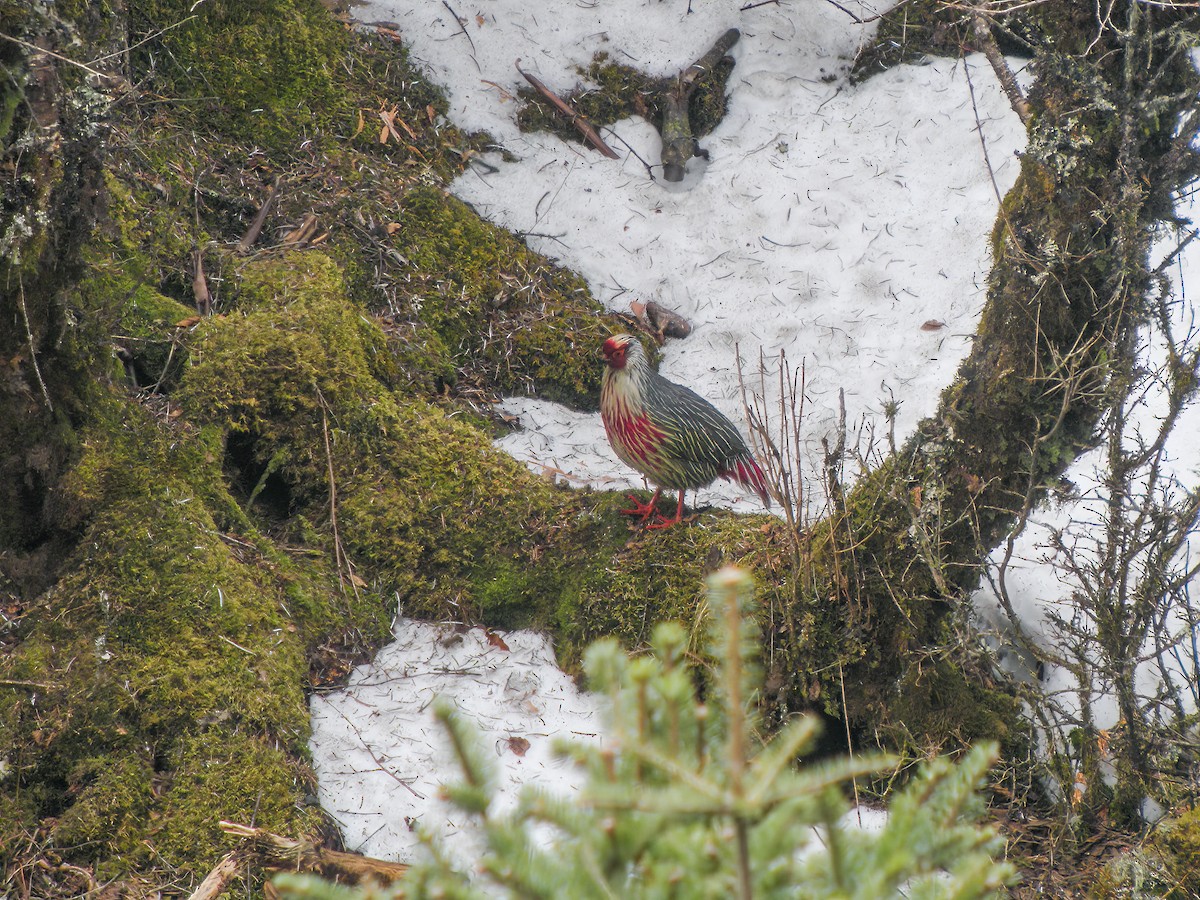 Blood Pheasant - Martin  Flack