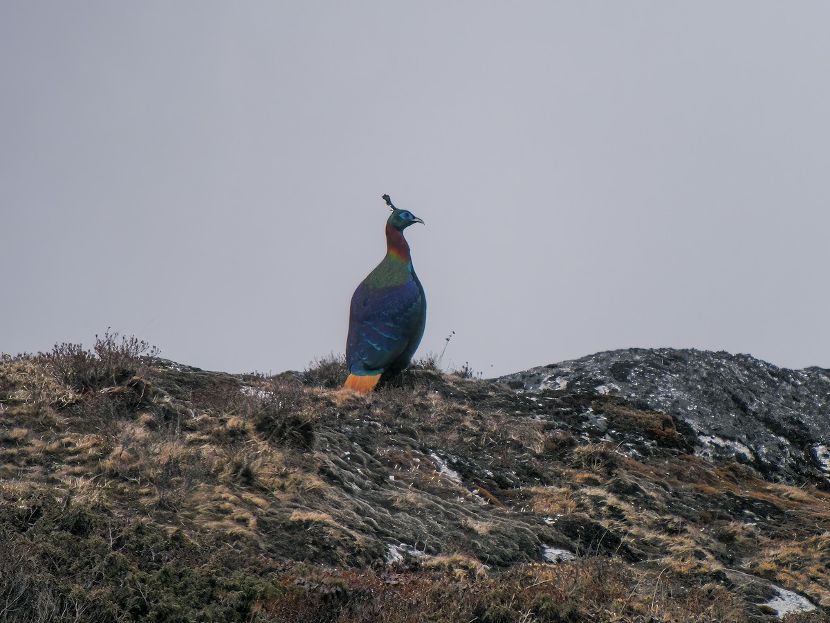 Himalayan Monal - Martin  Flack