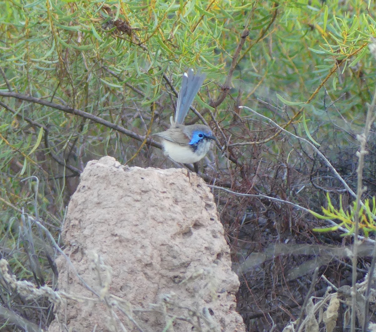 Purple-backed Fairywren - ML609714306