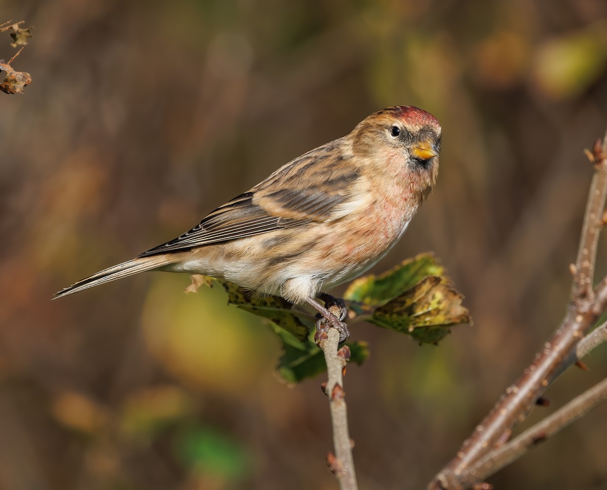 Lesser Redpoll - Mike Edgecombe