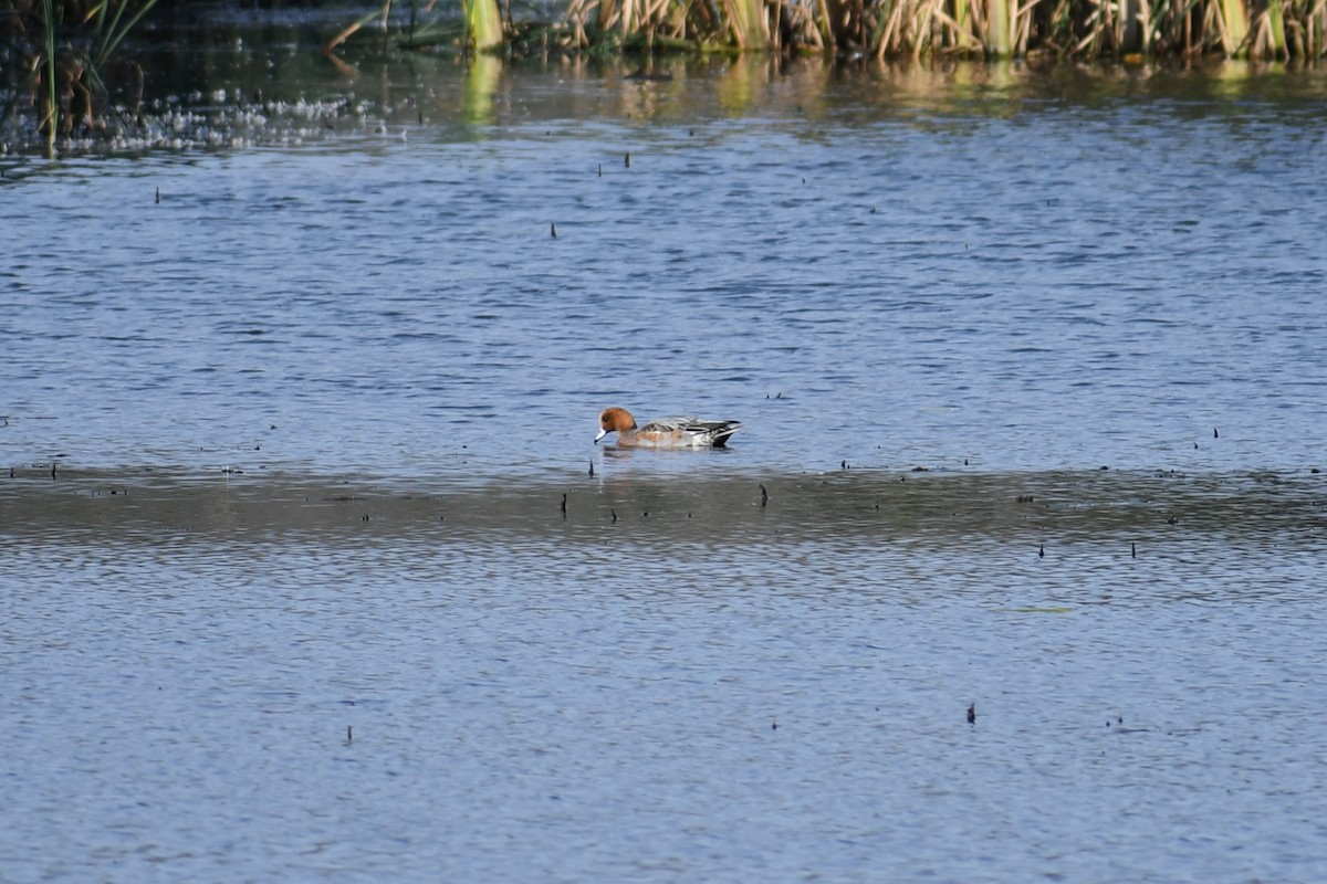 Eurasian Wigeon - ML609714398