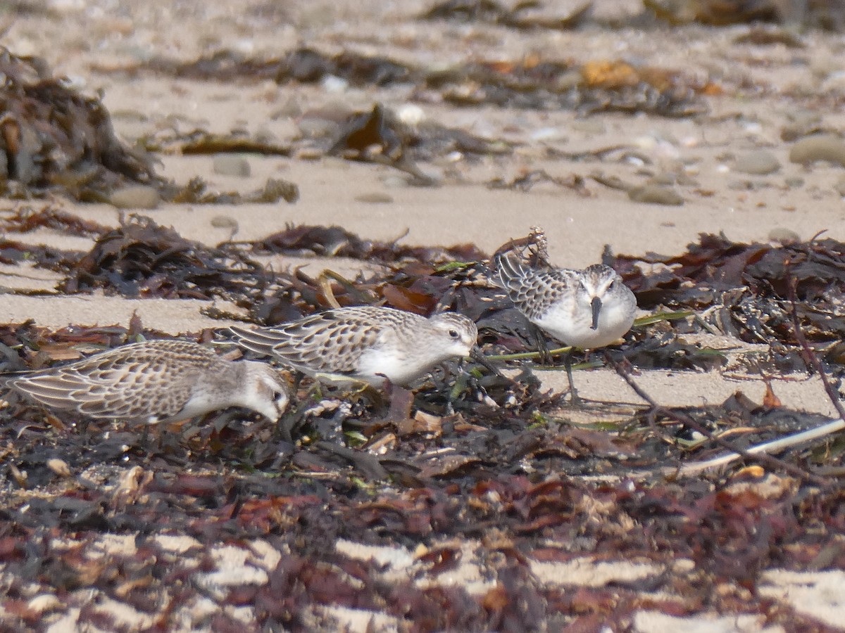 Semipalmated Sandpiper - ML609714456