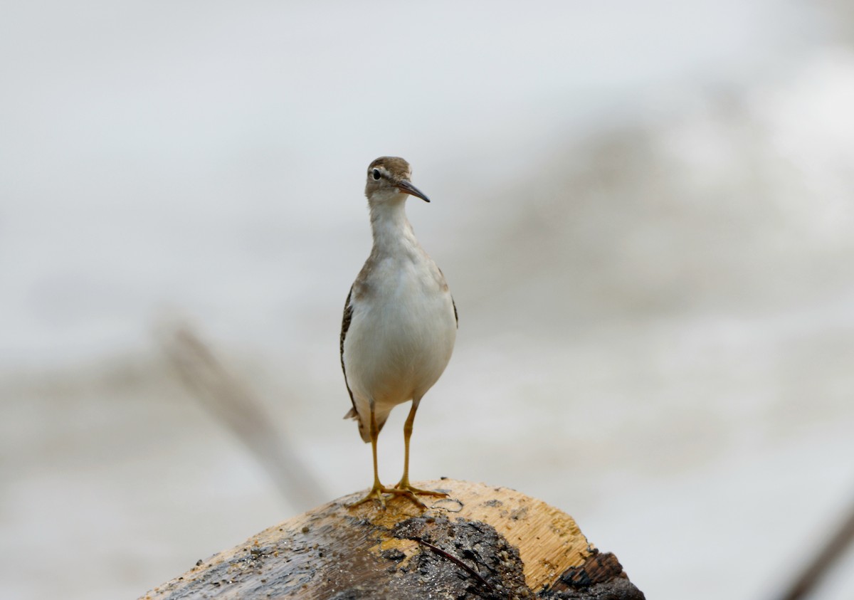 Spotted Sandpiper - Richard Harris