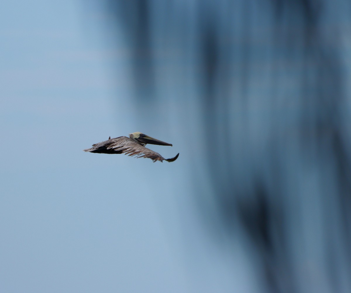 Brown Pelican - ML609714522