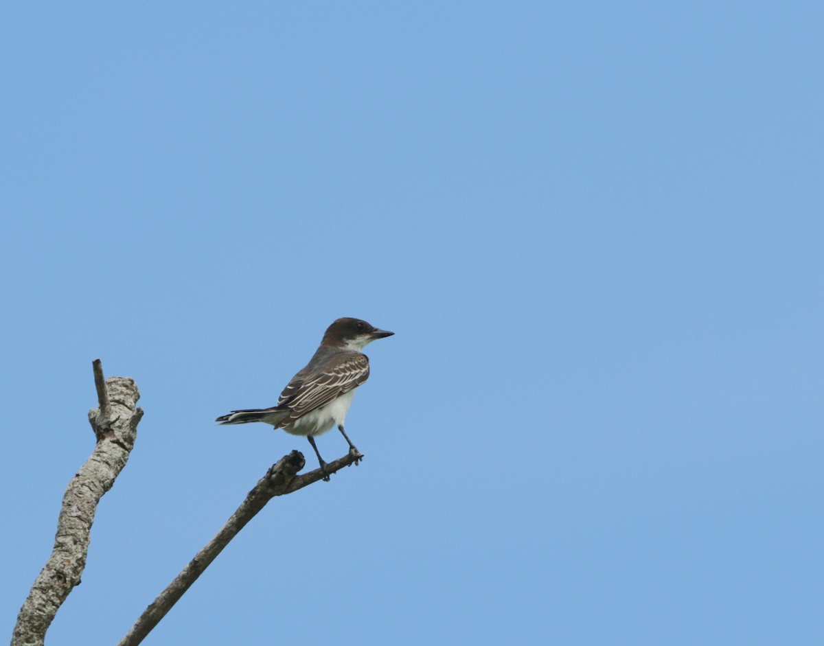 Eastern Kingbird - ML609714550