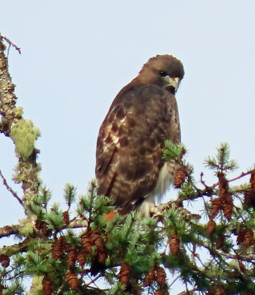Red-tailed Hawk - ML609714669