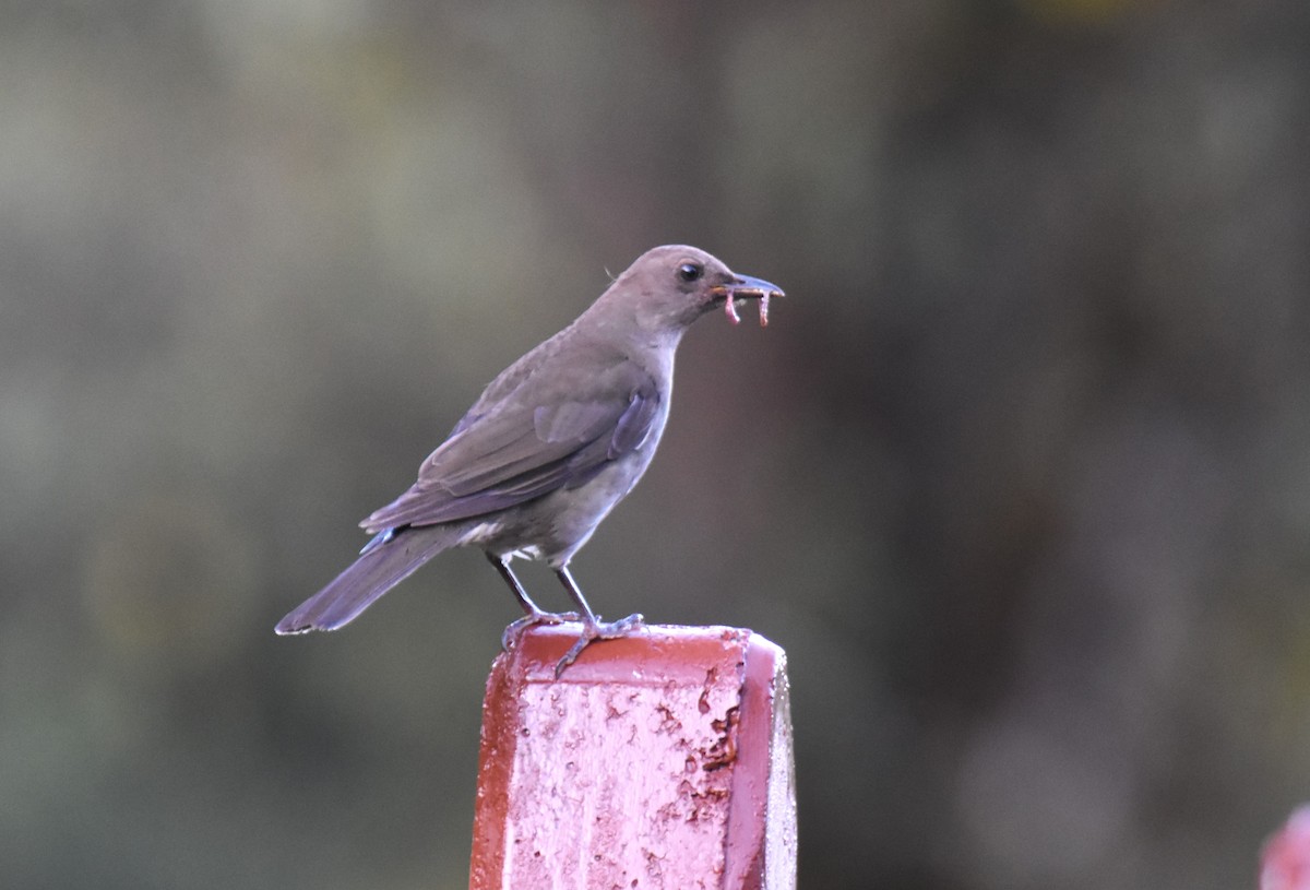 Mountain Thrush - ML609714678