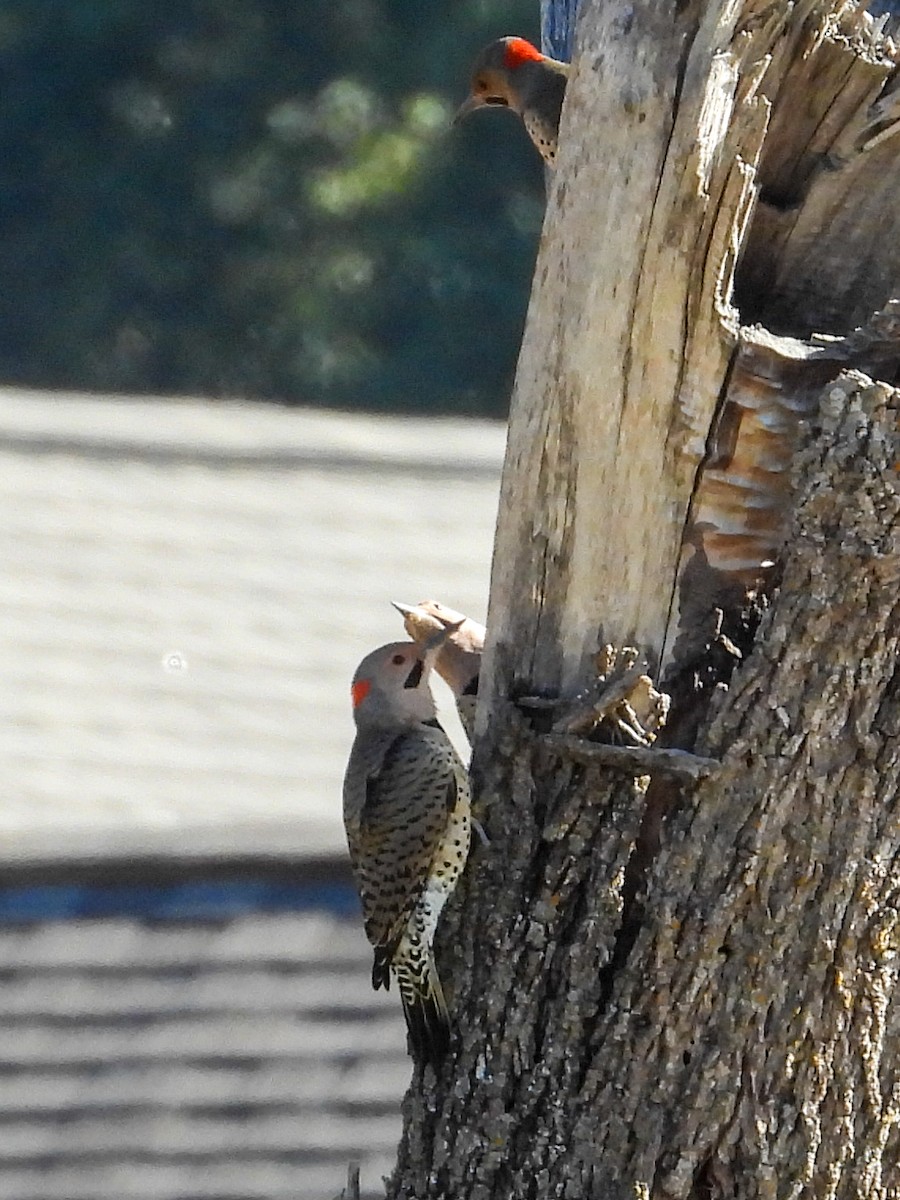 Northern Flicker - ML609714682