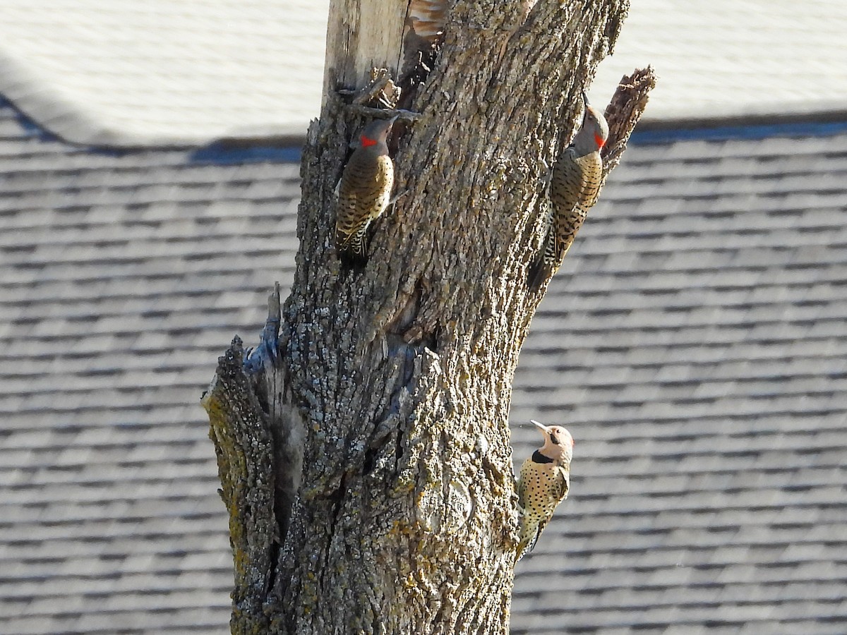 Northern Flicker - ML609714684