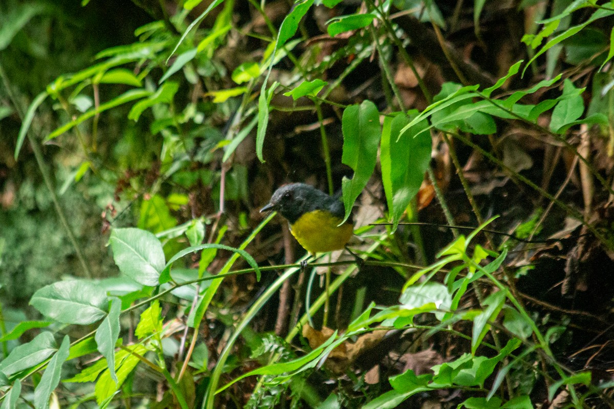 Slate-throated Redstart - ML609714720