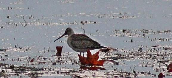 Hudsonian Godwit - ML609714745