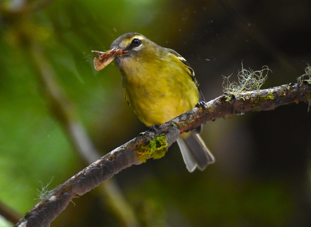 Yellow-winged Vireo - ML609714752