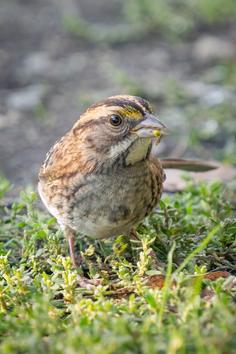 White-throated Sparrow - James Patten