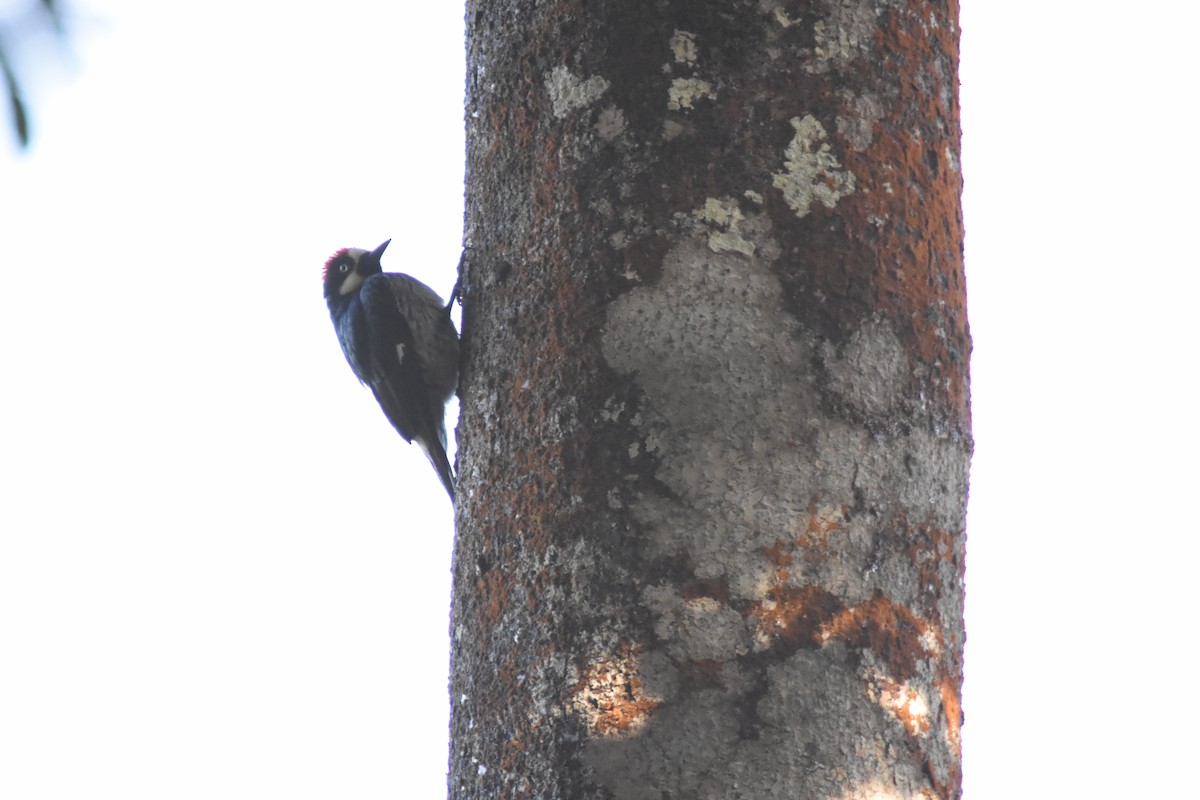 Acorn Woodpecker - Jerry Davis