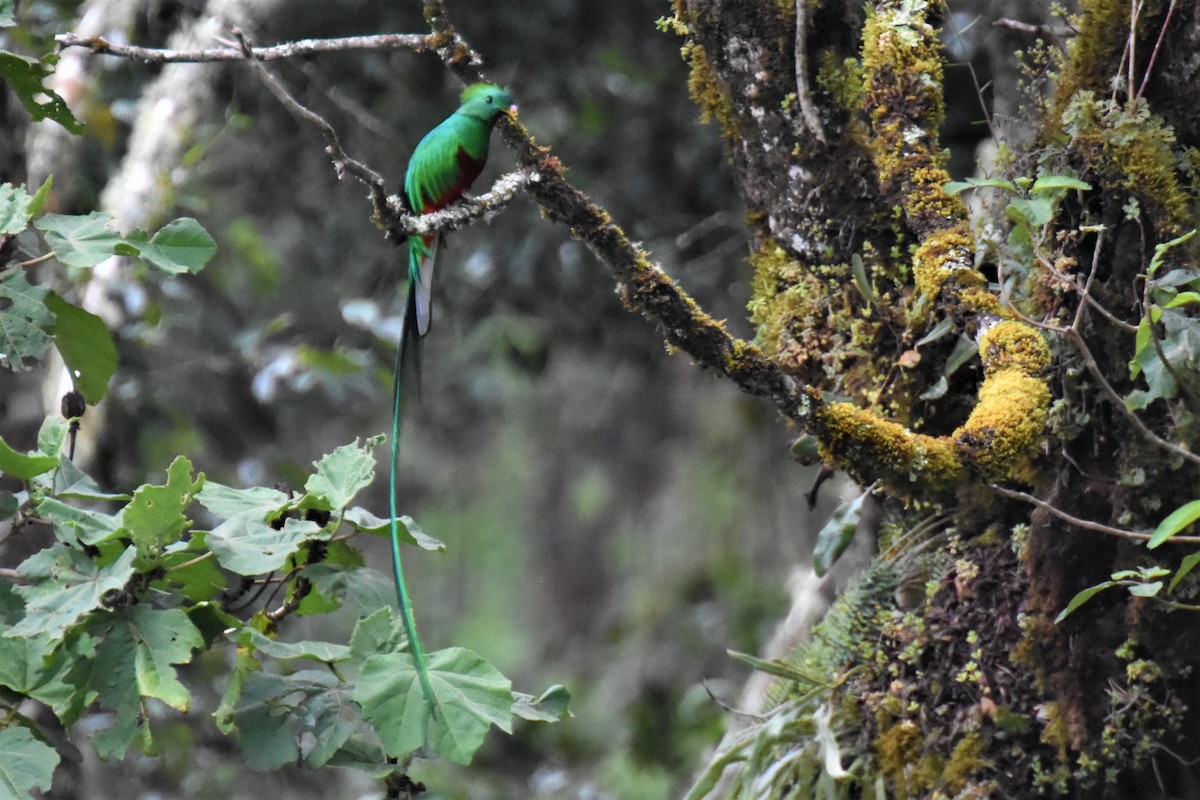 Resplendent Quetzal - ML609714889