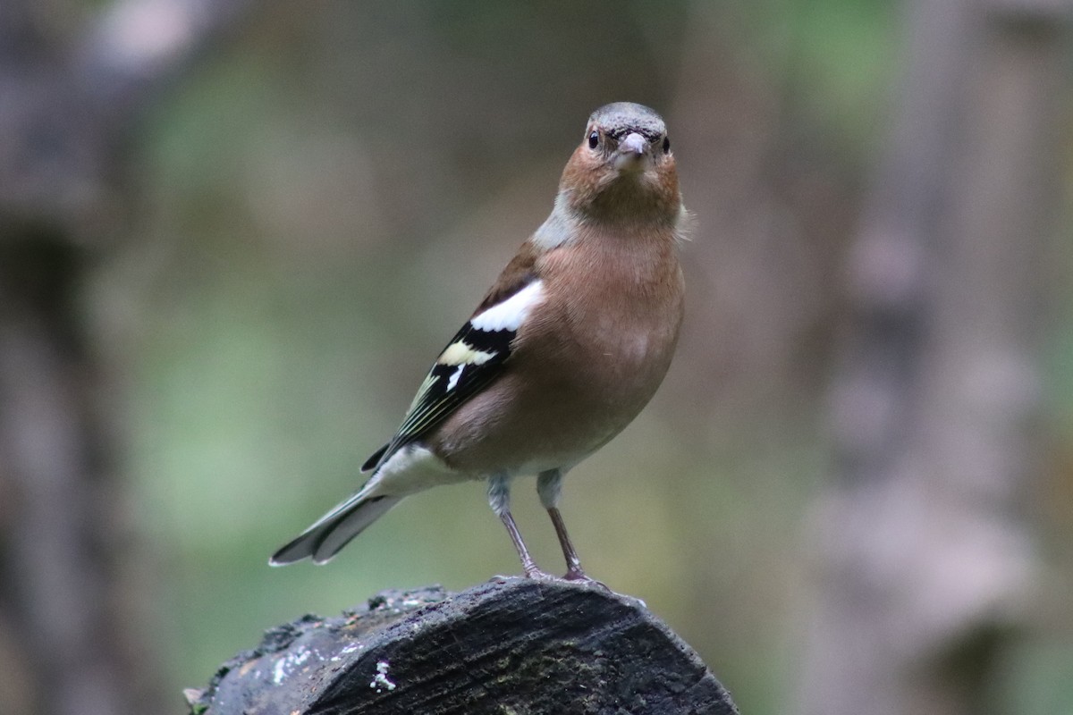 Common Chaffinch - ML609715047