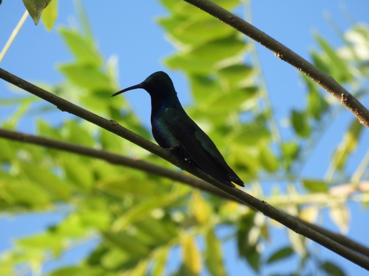 kolibřík tropický - ML609715111
