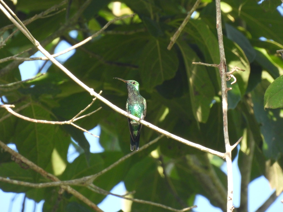 kolibřík bělořitý - ML609715155