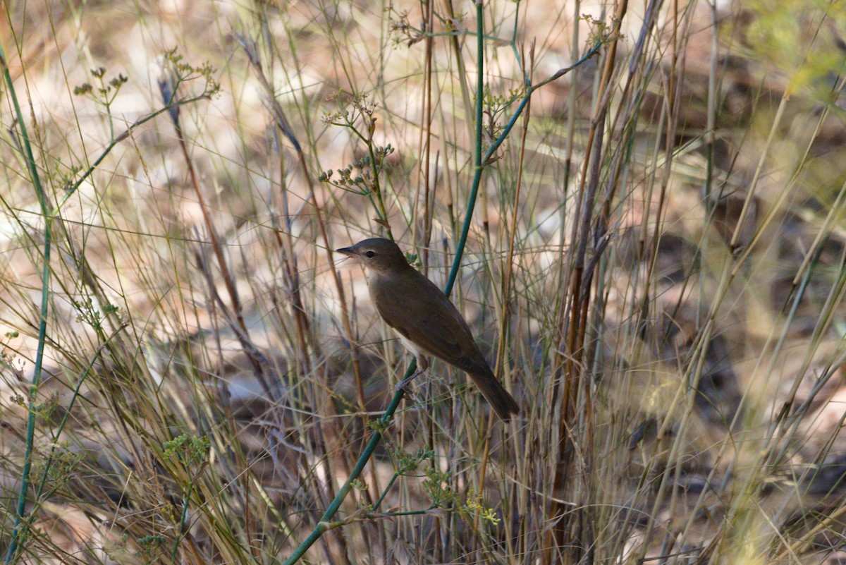 Garden Warbler - ML609715170