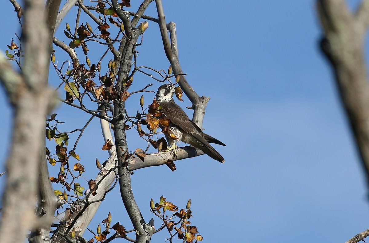 Peregrine Falcon - ML609715177