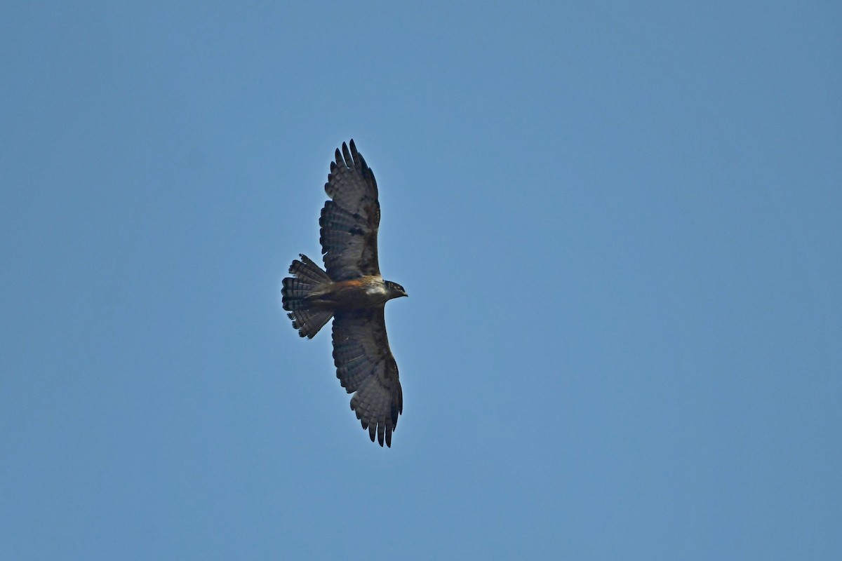 Rufous-bellied Eagle - ML609715200