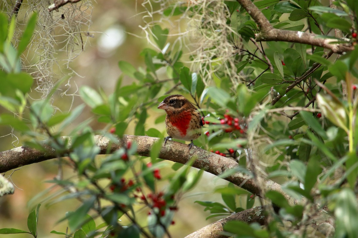 Cardinal à poitrine rose - ML609715220