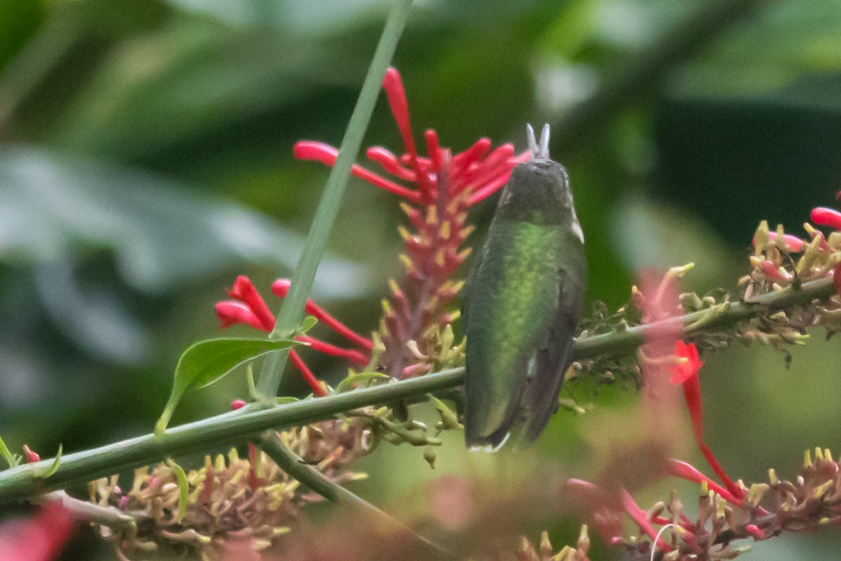 Ruby-throated Hummingbird - Gabrielle Harrison