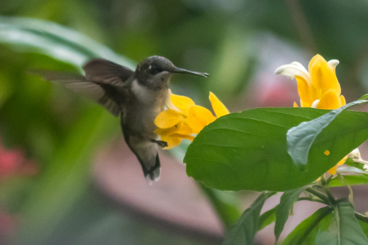 Ruby-throated Hummingbird - Gabrielle Harrison