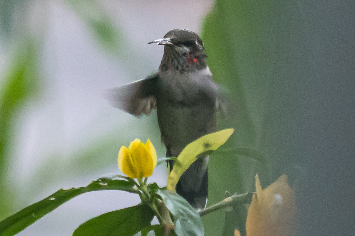 Colibrí Gorjirrubí - ML609715241