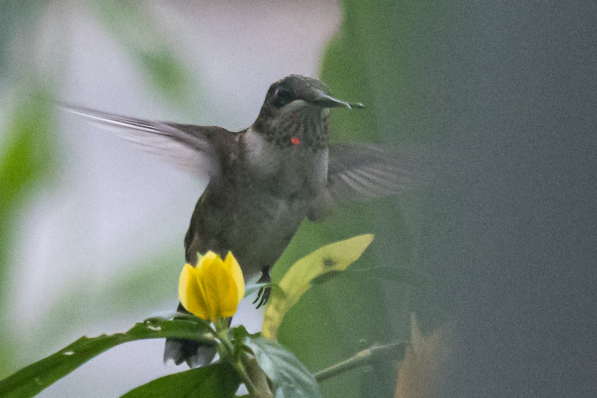 Ruby-throated Hummingbird - Gabrielle Harrison