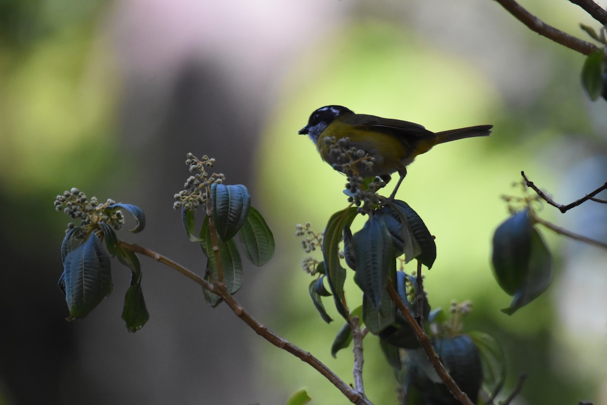 Sooty-capped Chlorospingus - ML609715269