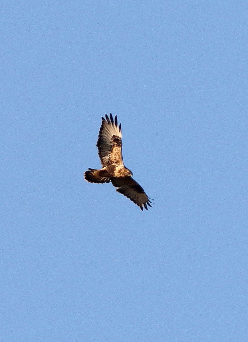 Rough-legged Hawk - ML609715275