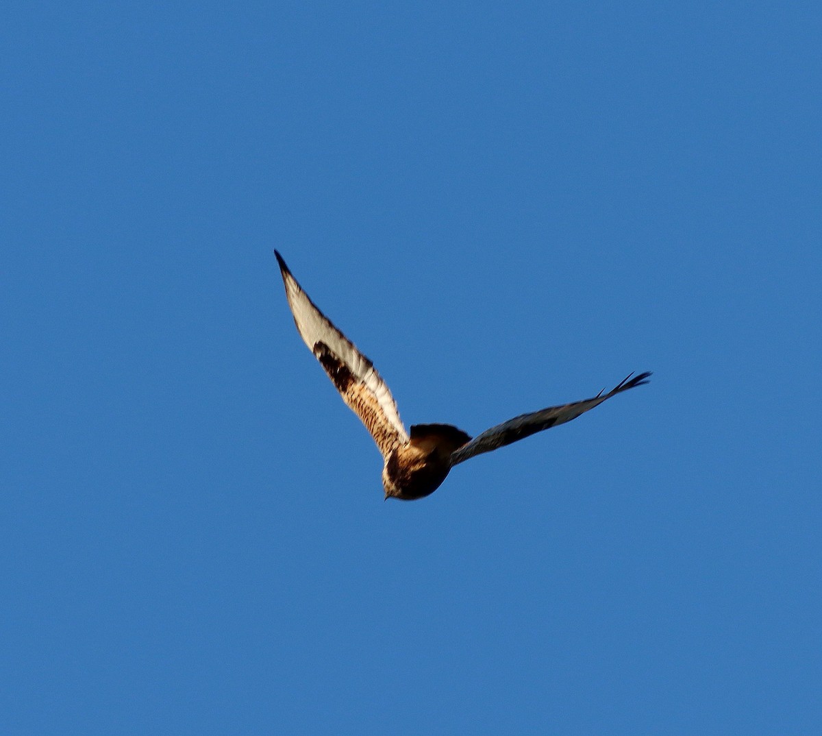 Rough-legged Hawk - ML609715301