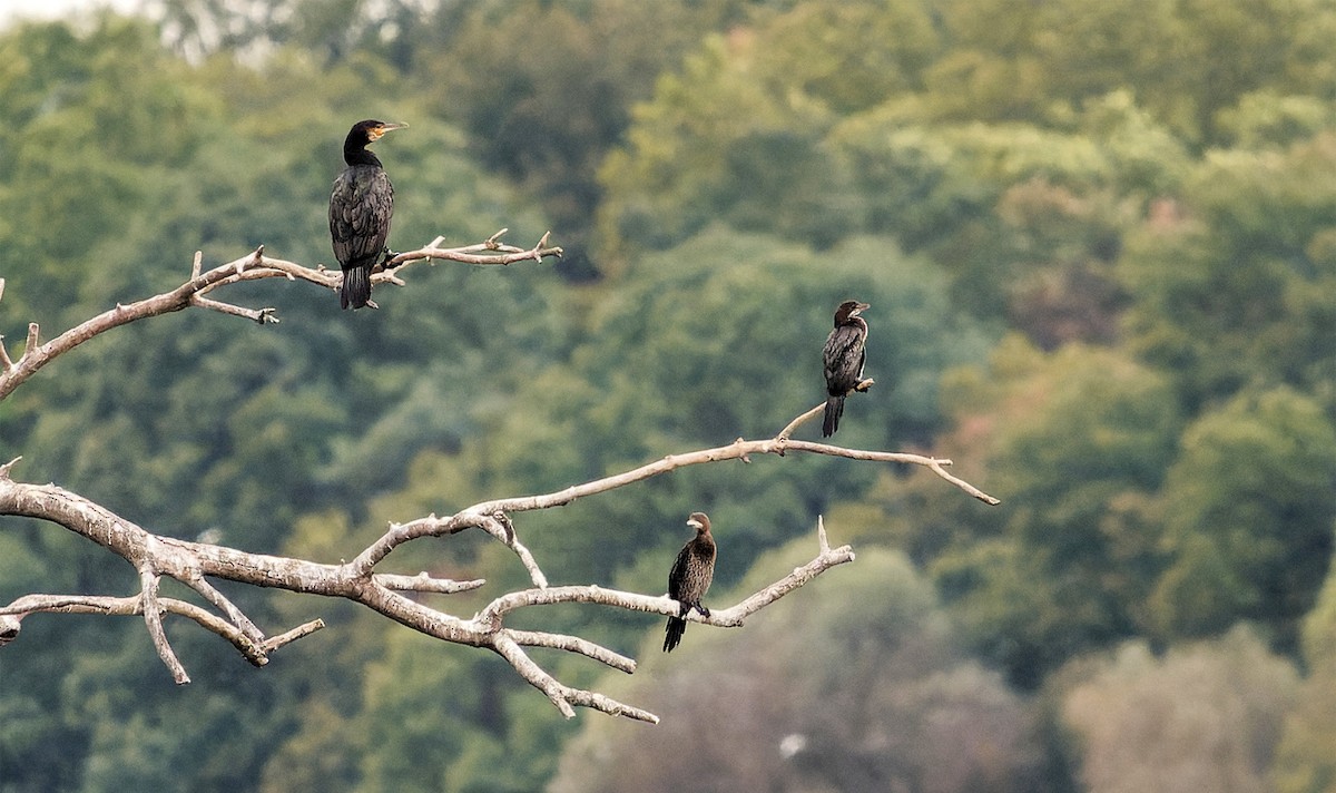 Pygmy Cormorant - Luboš Klikar
