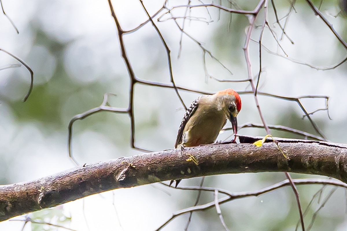 Red-crowned Woodpecker - Anonymous