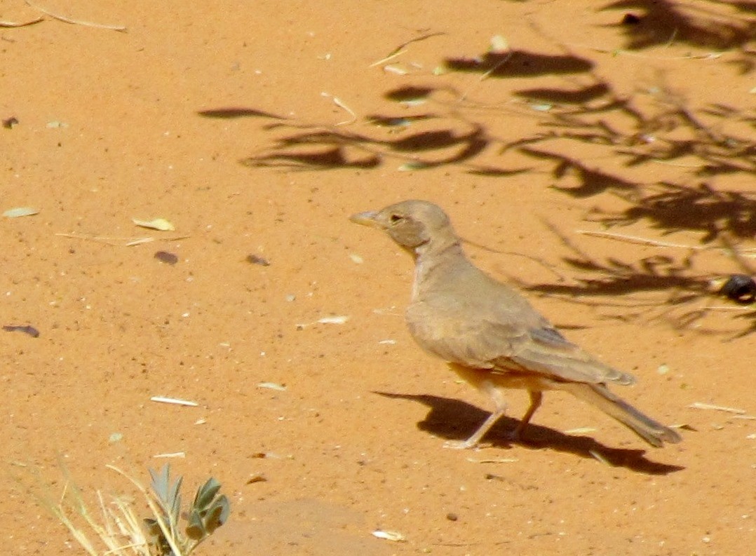 Desert Lark - ML60971551